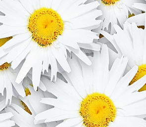 Фартук для кухни «Ромашки»