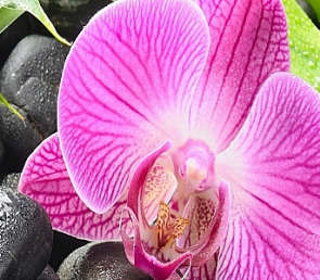 Фартук для кухни «Орхидея»