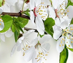 Фартук для кухни «Цветущий сад»