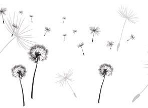 Msk Одуванчики