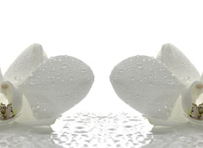 Msk Белые орхидеи