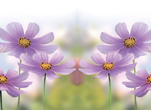 Msk Полевые цветы