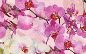 Орхидеи
